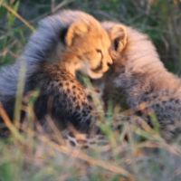 bayala-cheetah-1.jpg