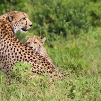 bayala-cheetah-2.jpg