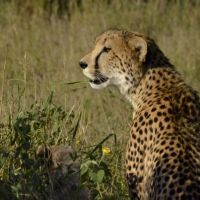 bayala-cheetah-3.jpg