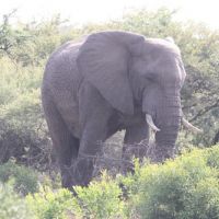 bayala-elephant-1.jpg