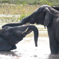 bayala-elephant-2.jpg