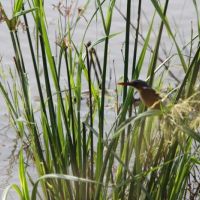 bayala-kingfisher-1.jpg