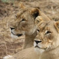bayala-lion-1.jpg