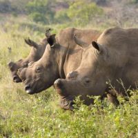 bayala-rhino-2.jpg