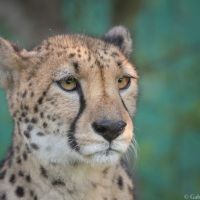 Emdoneni Lodge