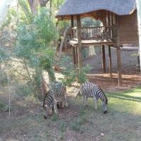 ubizane_zululand_tree_lodge_11.jpg
