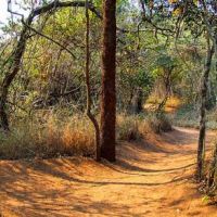 umkhumbi-lodge-paths.jpg